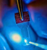 A blue light shines through a clear implantable medical sensor onto a brain model. See-through sensors, which have been developed by a team of UW-Madison engineers, should help neural researchers better view brain activity. Photo: Justin Williams research group