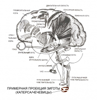 Зигота (амигдала) в строении мозга